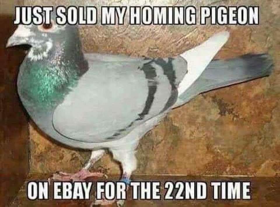 homing pigeon.jpg