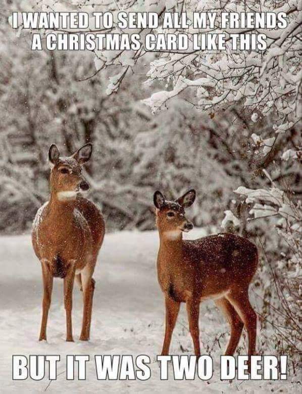 two deer.jpg
