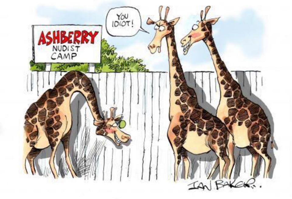 giraffe spying.jpg